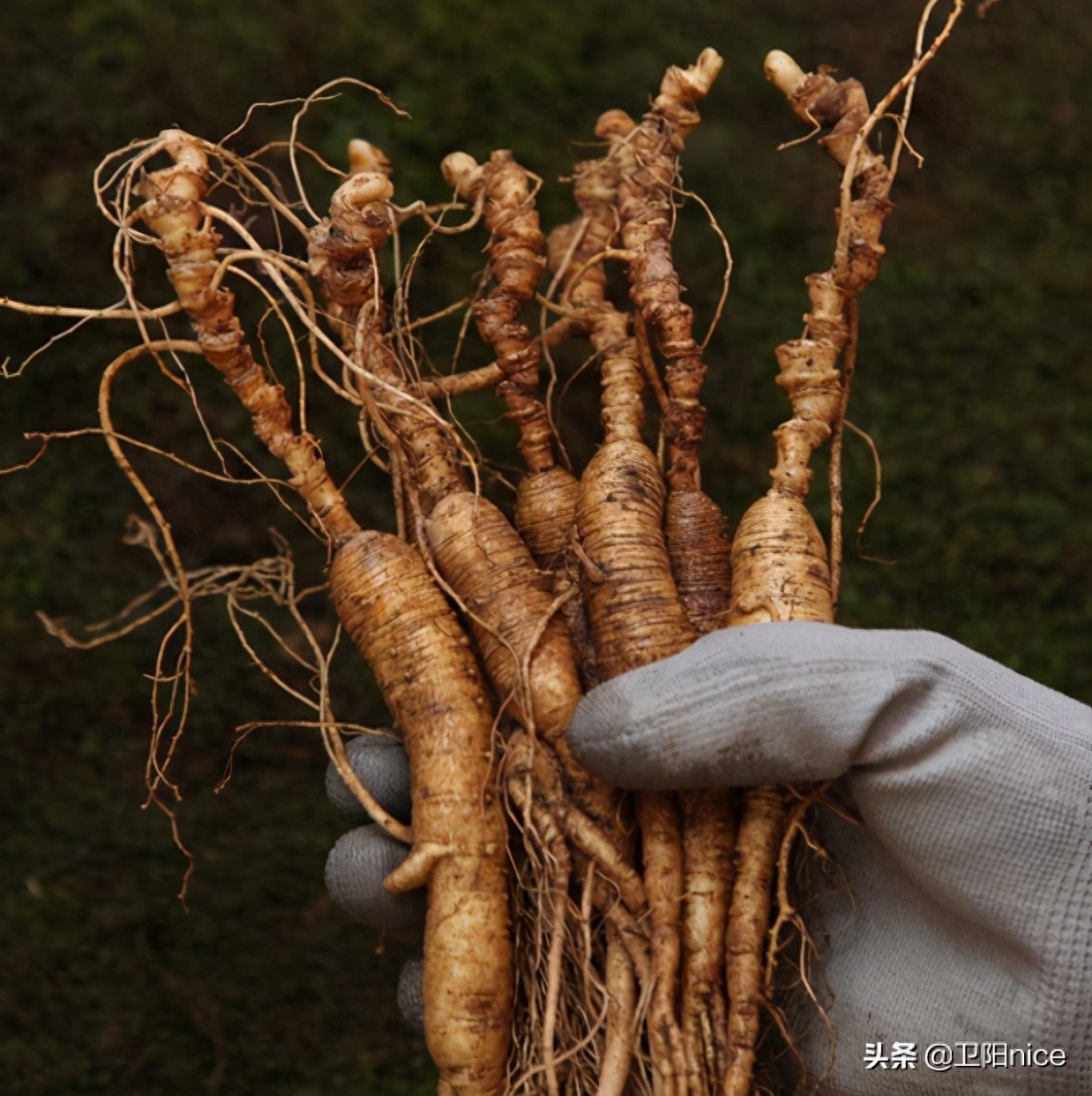 寻找靠谱货源_快手卖货数据查询方法最新_直播带货新手货源渠道